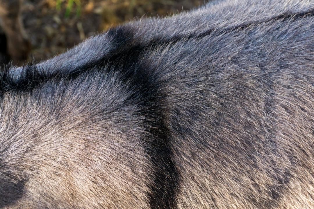 Natural Tick Repellent Found—on Donkey Skin - Newser